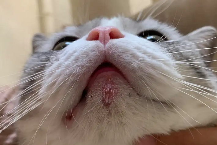 猫咪下巴发黄怎么回事 猫咪下巴发黄怎么回事