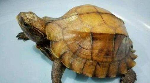 怎么和锯缘摄龟培养感情?我来告诉你答案! 怎么和锯缘摄龟培养感情?我来告诉你答案!