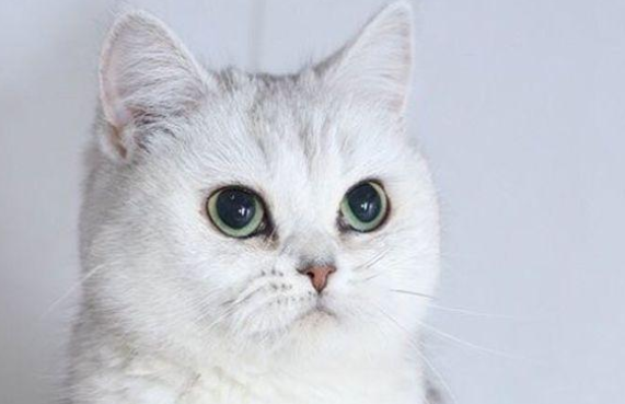 小猫在空调开多少度比较合适