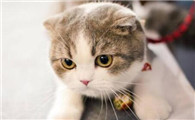 猫咪口炎早期症状