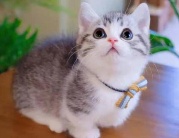 曼基康猫属于英短还是美短 曼基康猫属于英短还是美短