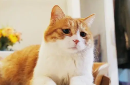 猫咪绝育手术后多久可以喝水吃饭啊 猫咪绝育手术后多久可以喝水吃饭啊