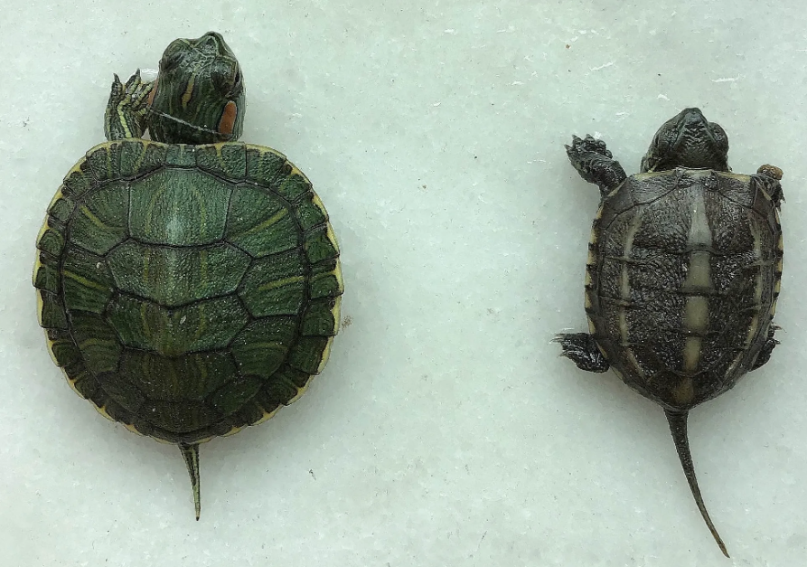 巴西龟和草龟哪个聪明