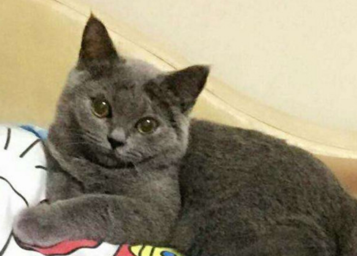 蓝猫和暹罗猫串什么样