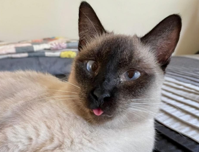 捡到一只斗鸡眼又香肠嘴的猫猫,养着养着…它是整容了吗? 捡到一只斗鸡眼又香肠嘴的猫猫,养着养着…它是整容了吗?