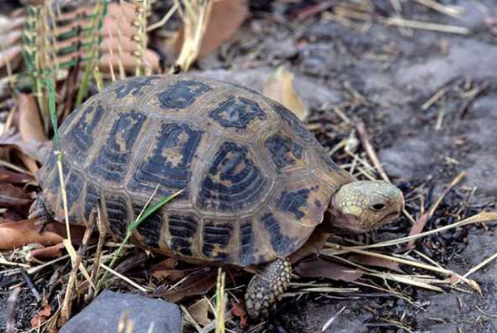 缅甸陆龟吃什么长得快