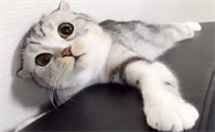 猫咪喉咙里呼噜呼噜的声音
