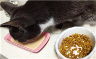 给猫咪换了猫粮后一直拉稀怎么办