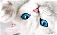 小奶猫不吃不喝没精神怎么回事