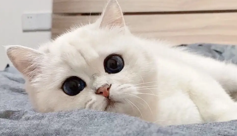 猫咪闻多久蚊香会中毒 猫咪闻多久蚊香会中毒
