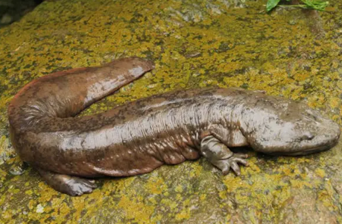 而且,娃娃鱼本身就是一种肉食动物,它们的嘴巴中有牙齿,而且牙齿比较