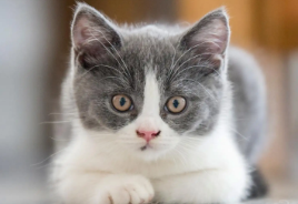 如何安全的给猫洗澡呢