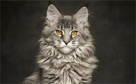 世界上最贵的猫前十名