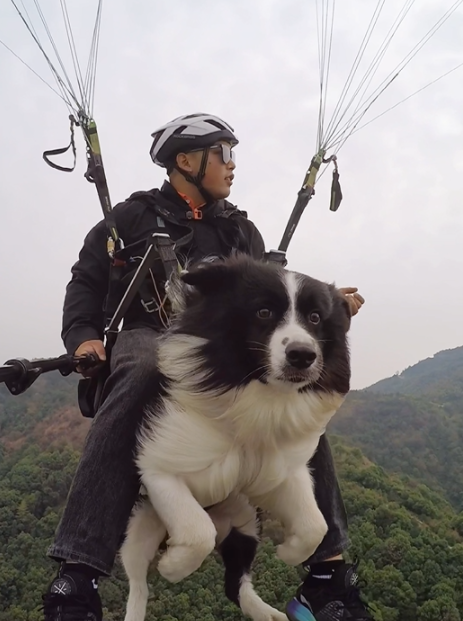 长沙一宠物犬坐滑翔伞上天羡煞网友：这是只见过世面的狗子