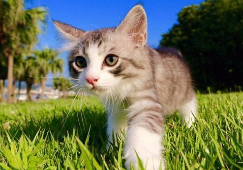 猫便后有血有黏液怎么回事