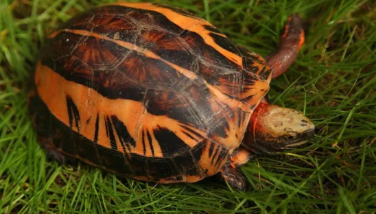 安布闭壳龟能与什么龟杂交