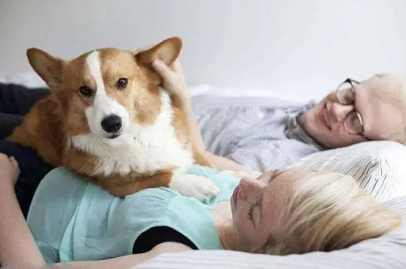 怀孕时期可以养狗吗？科学告诉你是可以的