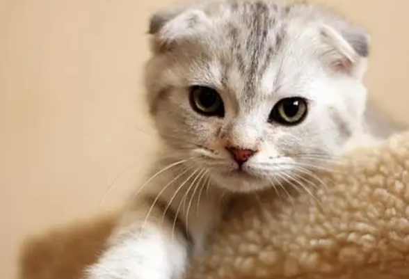 折耳猫100%发病吗 折耳猫100%发病吗