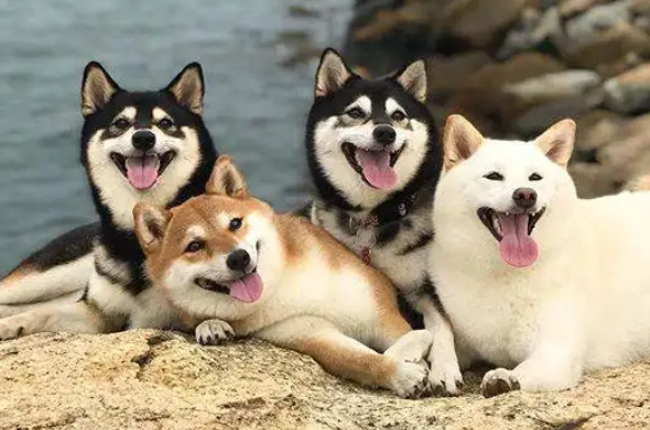 柴犬和秋田犬的区别