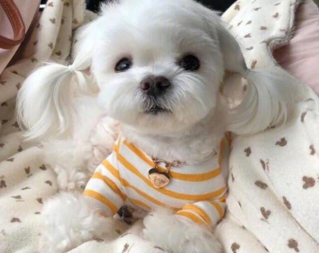 马尔济斯长大后的样子