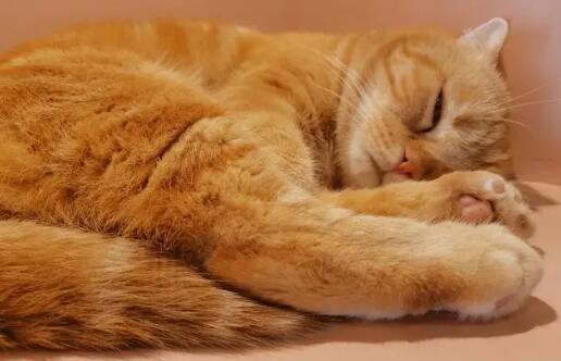 宠物猫血尿是什么原因 宠物猫血尿是什么原因