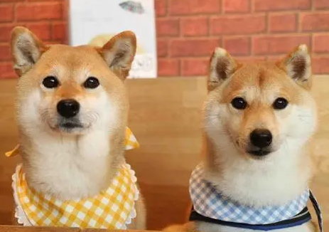 柴犬适合新手养吗