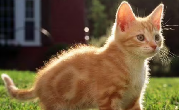 猫咪肺部感染症状