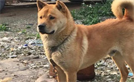 养一只中华田园犬一个月需要多少钱