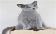俄罗斯蓝猫多少钱一只