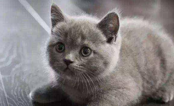 英短蓝猫的智商高吗