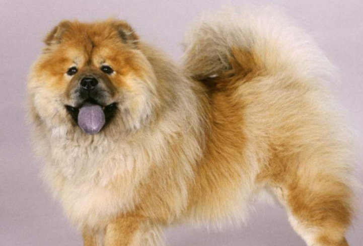 养松狮犬有什么注意的