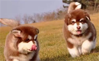 十种脾气最好的小型犬