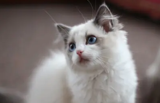 猫身上长小疙瘩是什么原因造成的 猫身上长小疙瘩是什么原因造成的