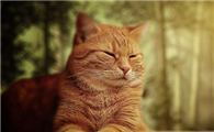 猫咪脚扭伤了一般多长时间才能好