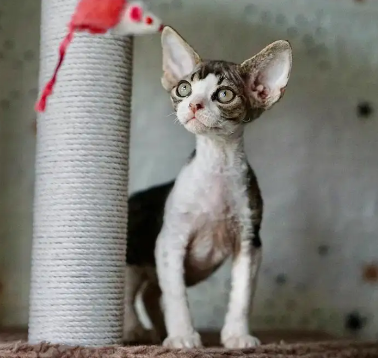 德文卷毛猫是哪个国家的