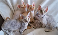 德文卷毛猫多大开始卷毛