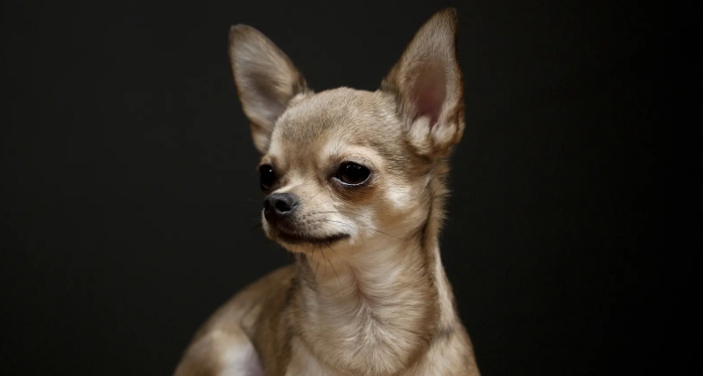 狗带有狂犬病毒一定会发病吗 狗带有狂犬病毒一定会发病吗