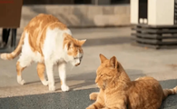 猫突然变得亢奋乱跑是不是狂犬病