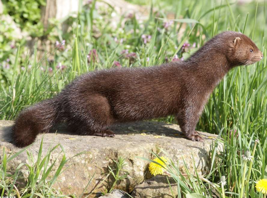 水貂多少钱一只