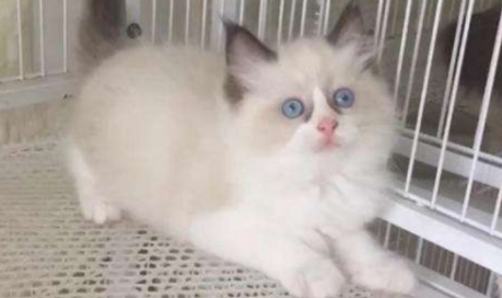 两个月的布偶猫怎么喂养 两个月的布偶猫怎么喂养