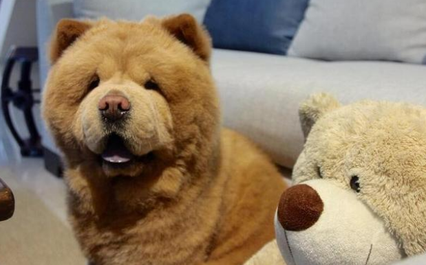 松狮犬公的好还是母的好
