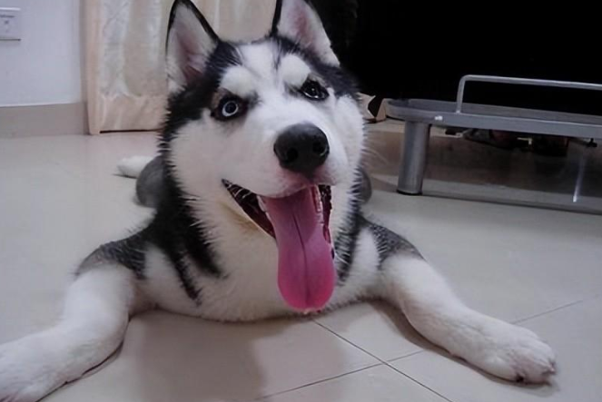 二哈回村被小土狗看上，生米煮成熟饭后，生下了一窝串串