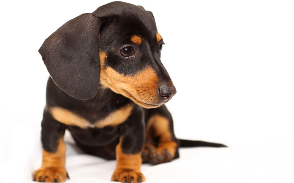 迷你腊肠犬价格多少,长毛腊肠犬一般多少钱一只 迷你腊肠犬价格多少,长毛腊肠犬一般多少钱一只