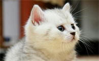 一个月小猫多久尿一次正常