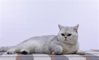 猫咪刚到新家不上厕所怎么办