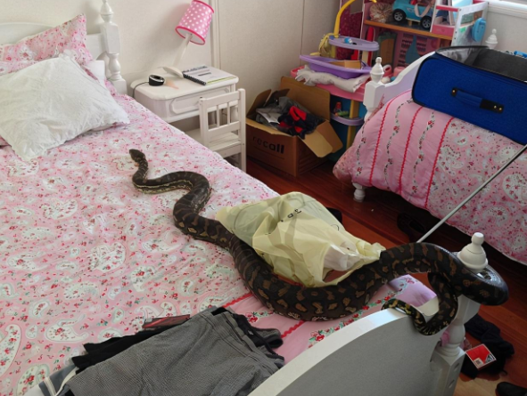 太吓人！甘肃一3岁女孩在床上睡觉，竟被一条毒蛇钻到被窝里