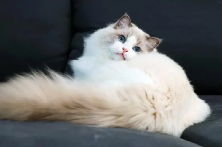 布偶猫500元能买一只吗