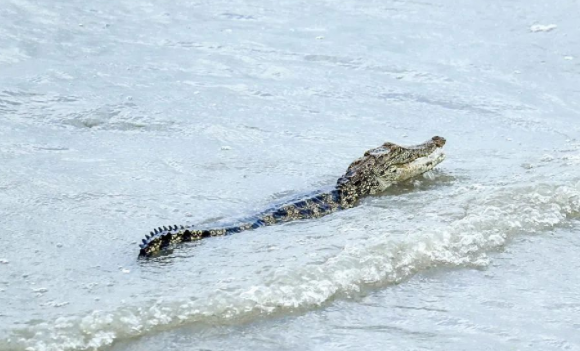 黄浦江畔惊现鳄鱼?警方回应:确有其事,仍在抓捕中 黄浦江畔惊现鳄鱼?警方回应:确有其事,仍在抓捕中