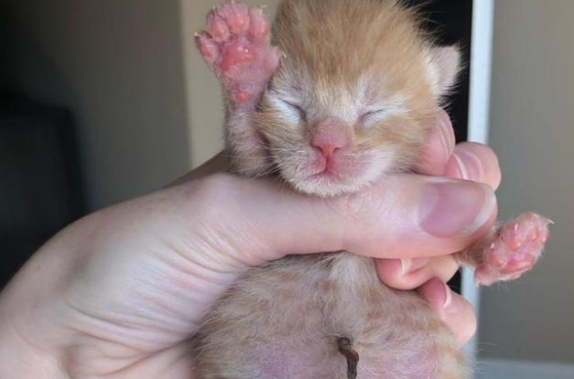 母猫会把狂犬病遗传给小猫吗