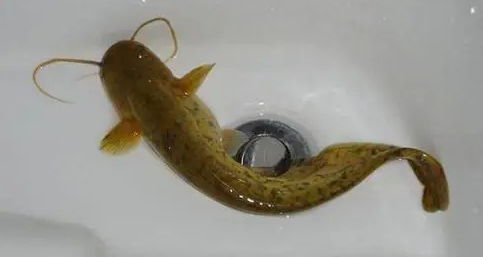 鲶鱼效应是什么意思啊